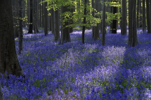 18-nature-photography-forest-photography-blue-forest-halle-belgium